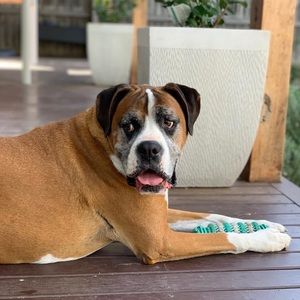 Meet your Posher, Rose